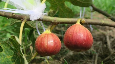 無花果種植|無花果種植教學 